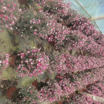 松红梅好养花卉盆栽