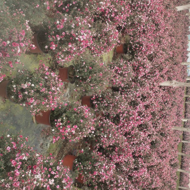 松红梅好养花卉盆栽