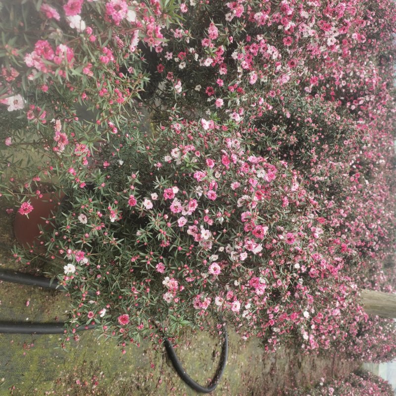 松红梅好养花卉盆栽