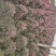 松红梅好养花卉盆栽