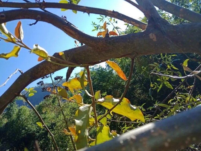 寄生草杂寄生干货切断