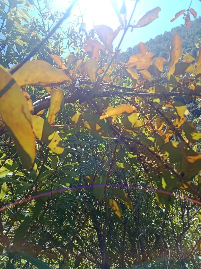 寄生草杂寄生干货切断