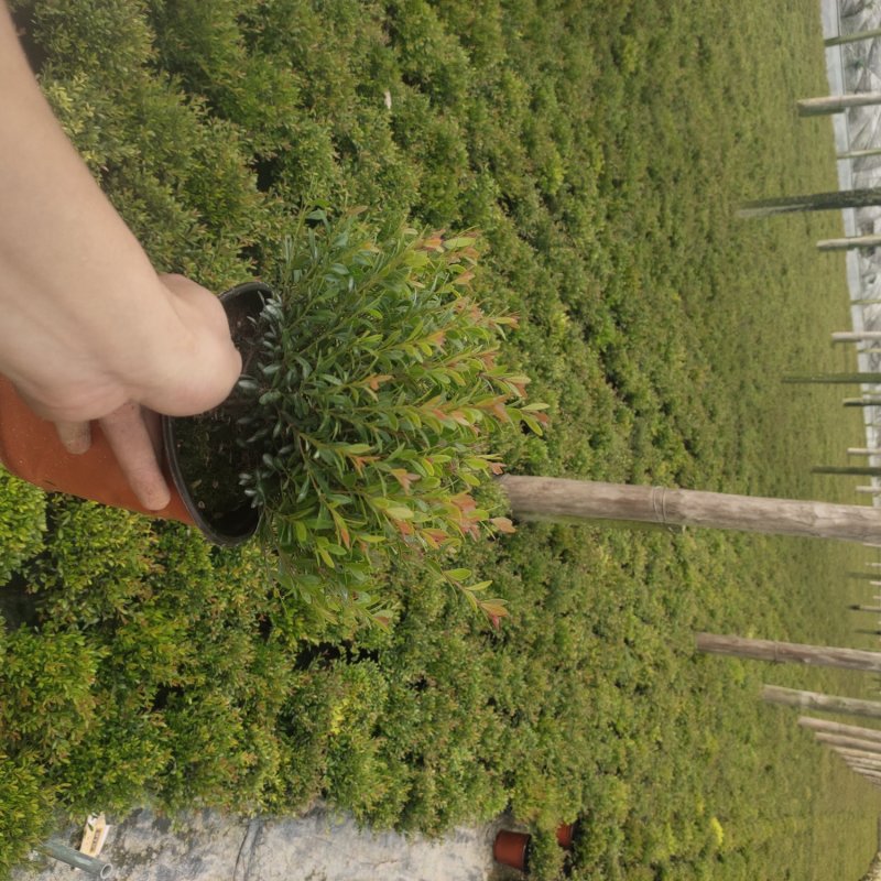 赤楠木花卉盆栽绿化苗木