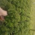 赤楠木花卉盆栽绿化苗木