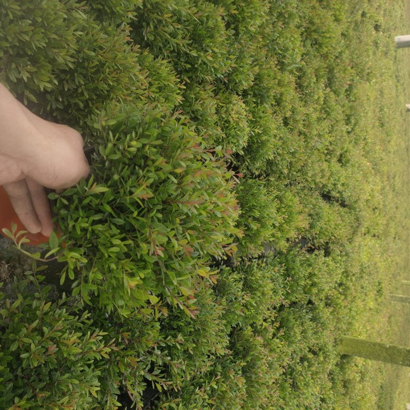 赤楠木花卉盆栽绿化苗木
