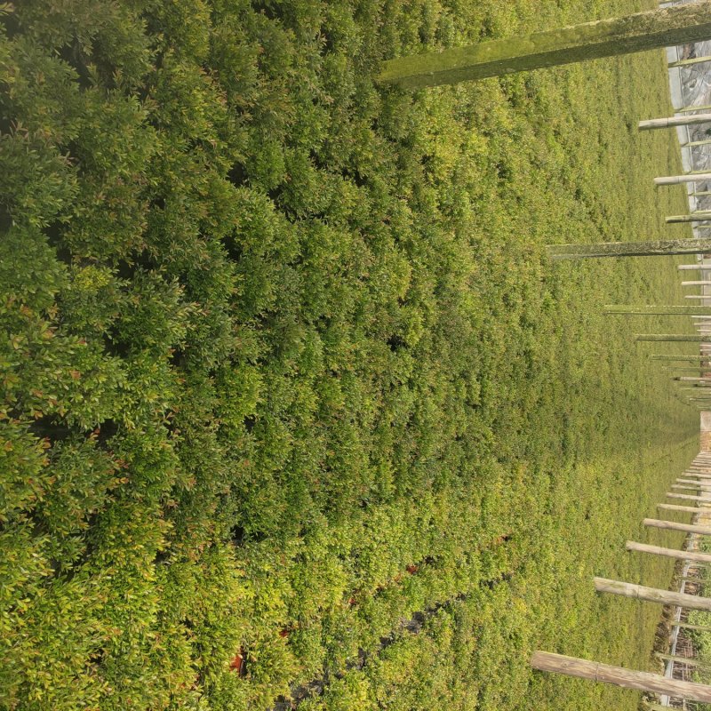 赤楠木花卉盆栽绿化苗木