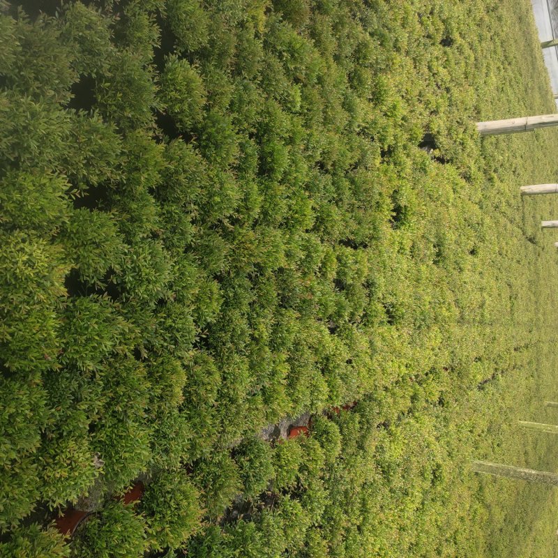 赤楠木花卉盆栽绿化苗木