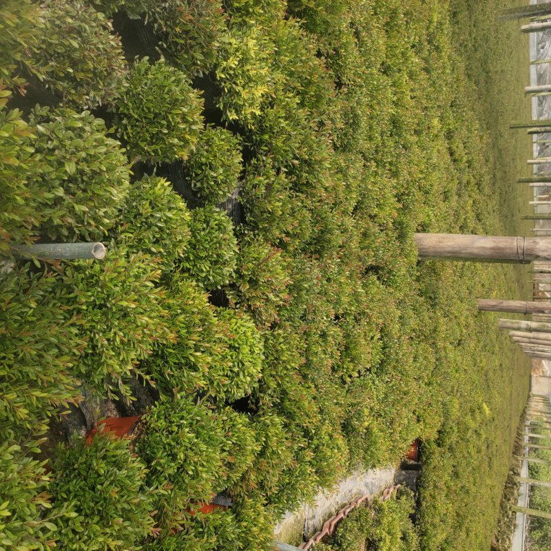 赤楠木花卉盆栽绿化苗木