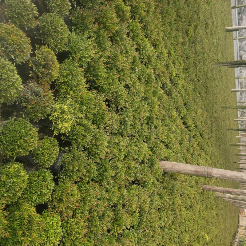 赤楠木花卉盆栽绿化苗木