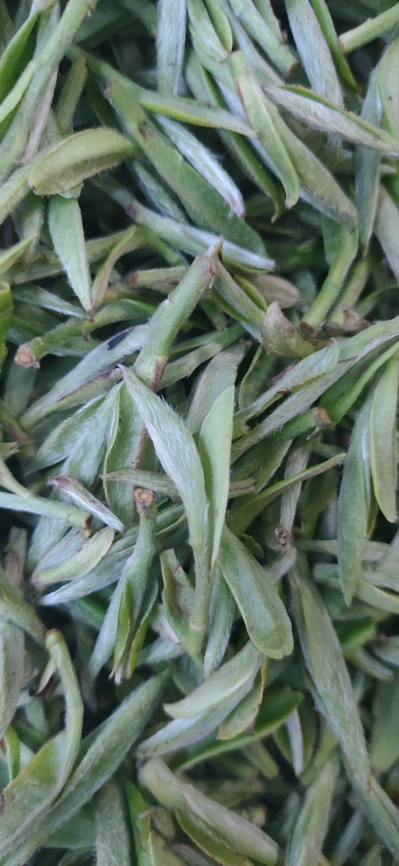福鼎管阳高山雾里白银豪针