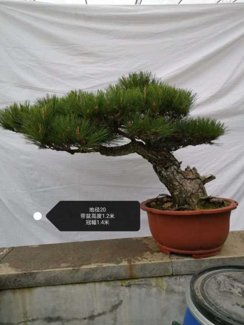 造型黑松