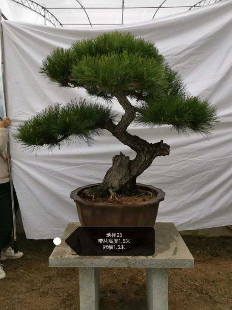 造型黑松