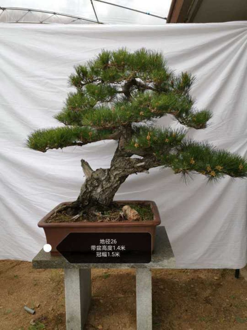造型黑松