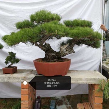 造型黑松