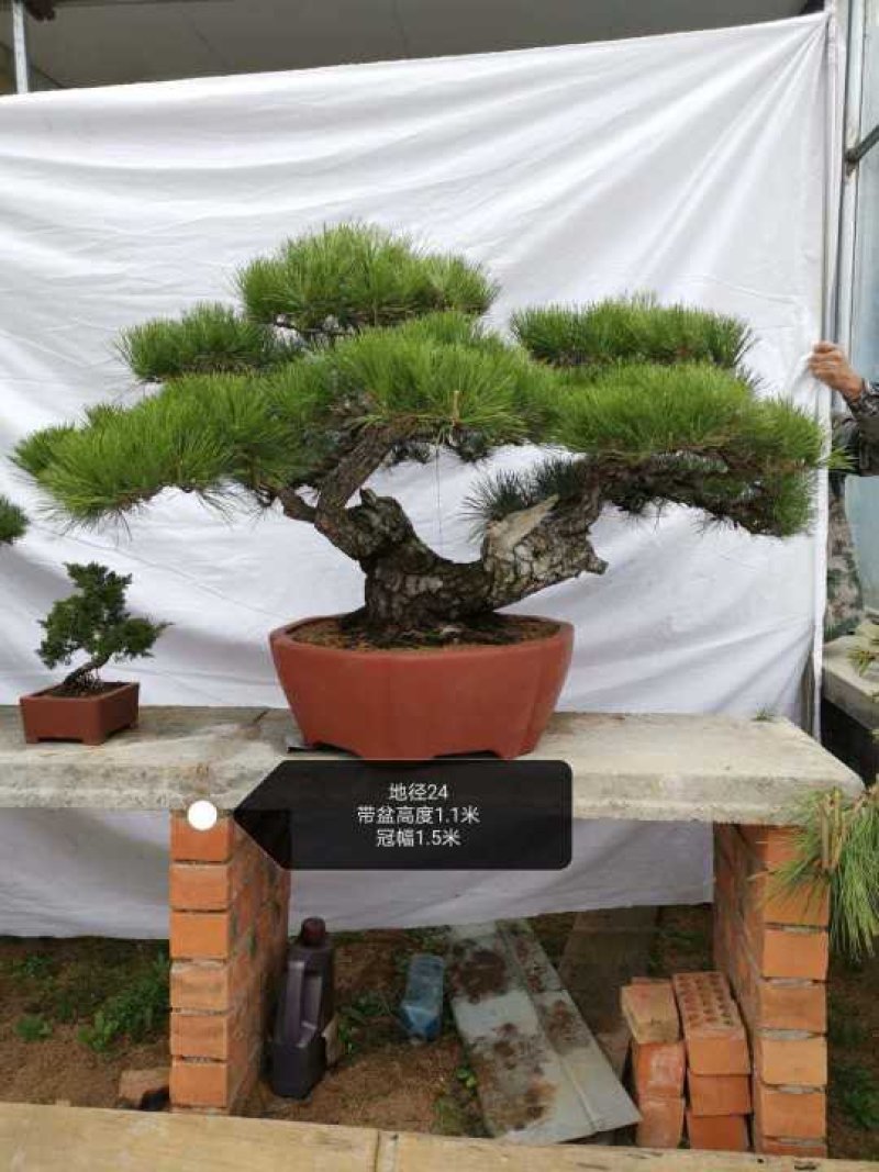 造型黑松