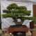 造型黑松