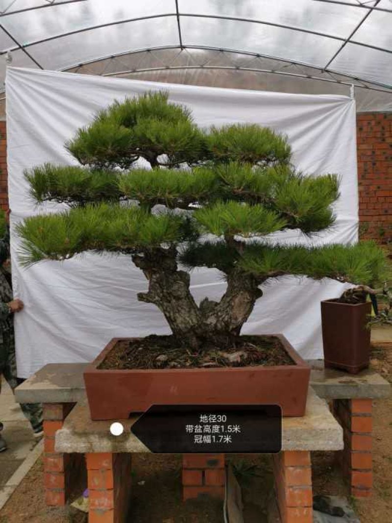 造型黑松