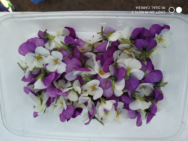 食用花草