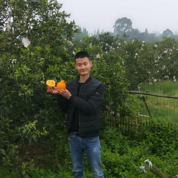 正宗四川不知火，丹棱丑丑柑