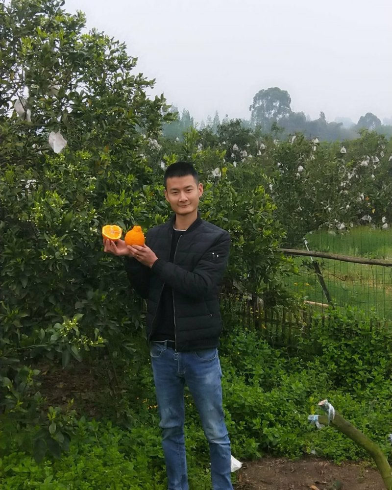 正宗四川不知火，丹棱丑丑柑