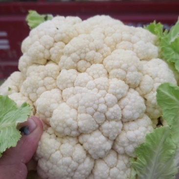 精品有机花大棚有机花量大新鲜采摘保质保量