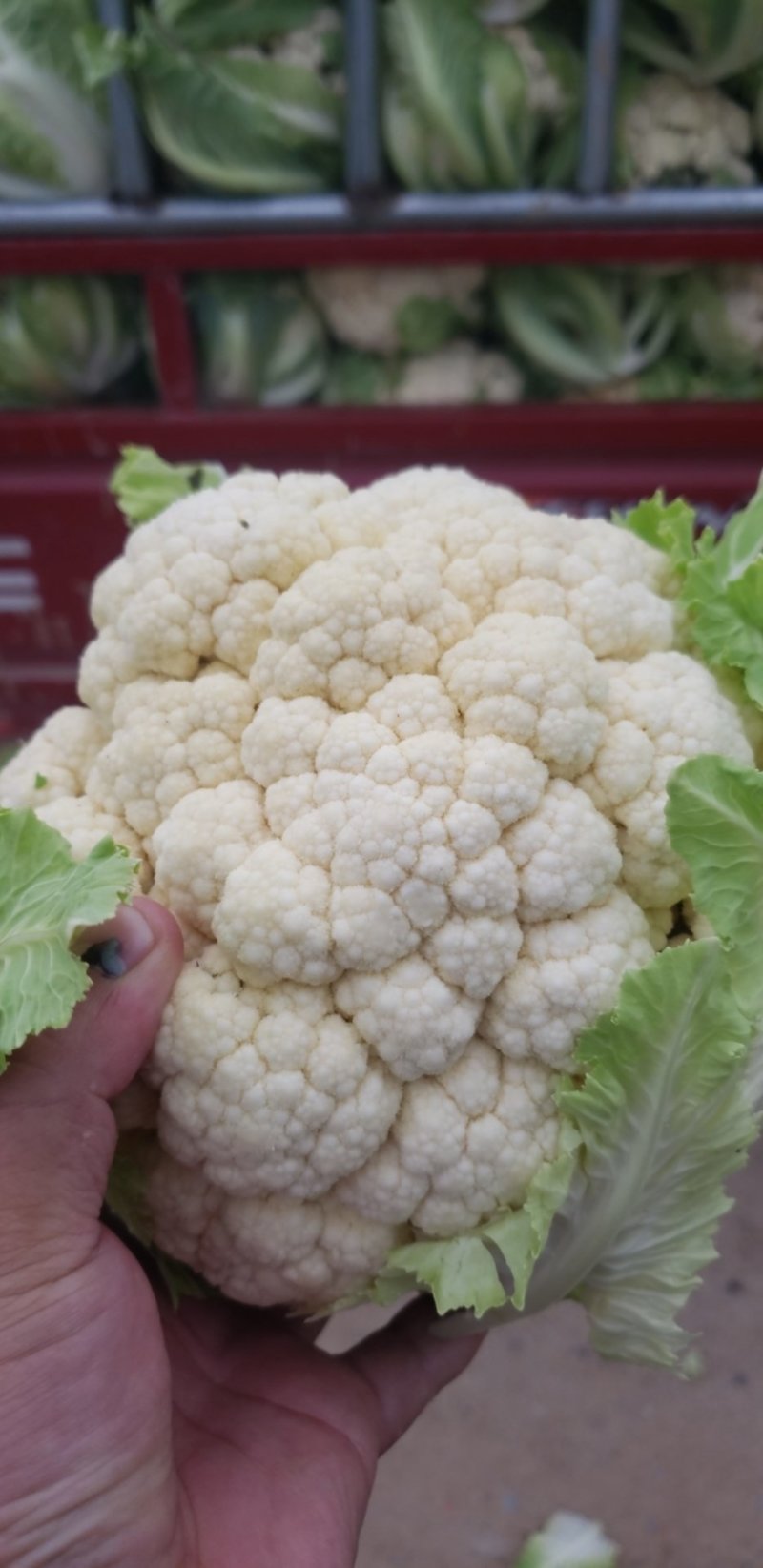 精品有机花大棚有机花量大新鲜采摘保质保量