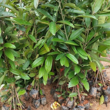 玉桂