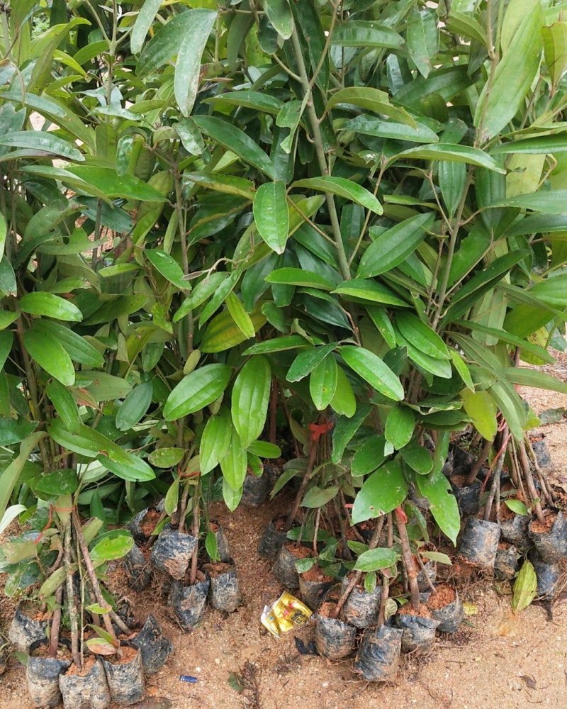 玉桂