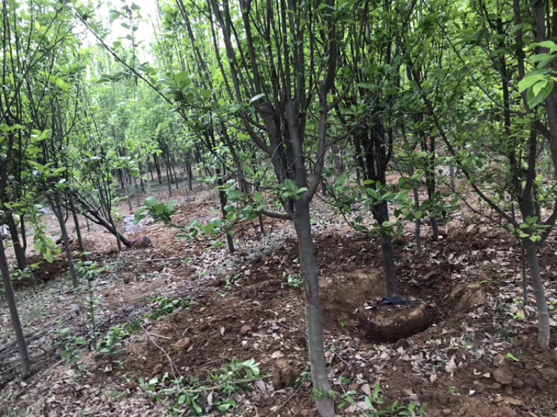 西府海棠，自家苗圃4-8公分。欢迎电话咨询！