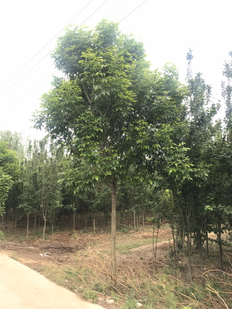 速生白蜡，自家苗圃，8-10-12公分欢迎电话咨询！