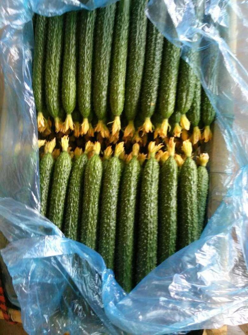 万亩精品黄瓜基地，超市，市场，食堂产地直发现摘现发