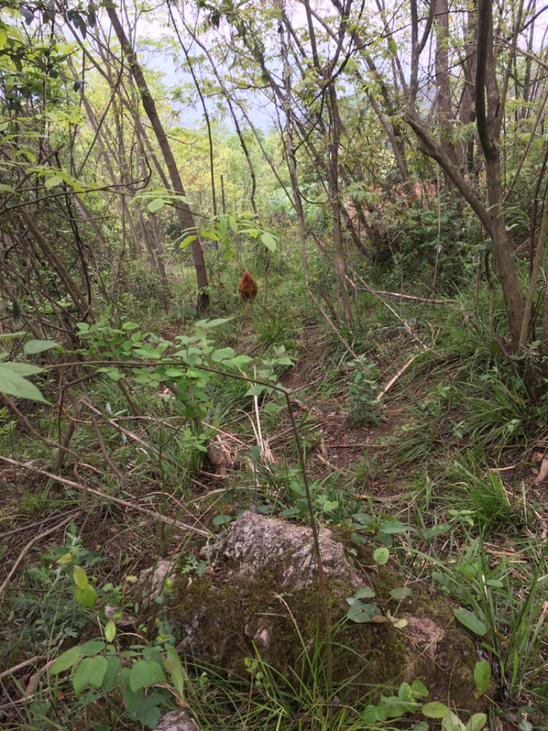五峰仁和原生态土鸡