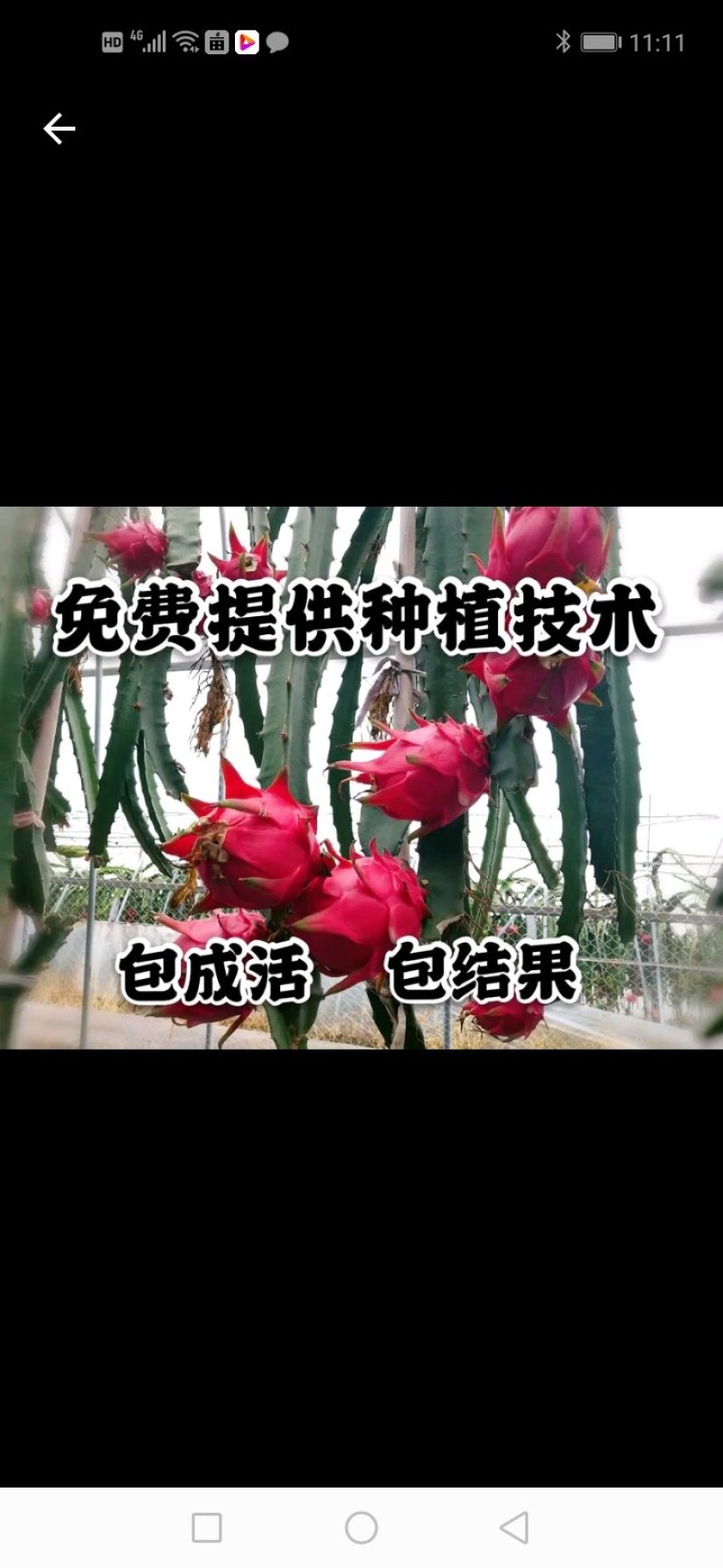 红心火龙果苗质量保证量大从优欢迎咨询