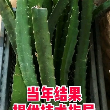红心火龙果苗质量保证量大从优欢迎咨询