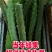 红心火龙果苗质量保证量大从优欢迎咨询