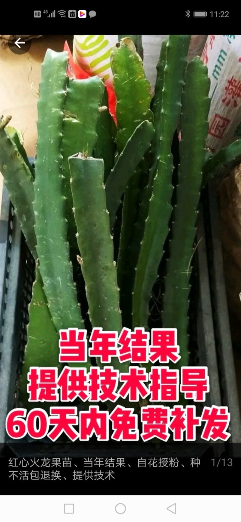 红心火龙果苗质量保证量大从优欢迎咨询