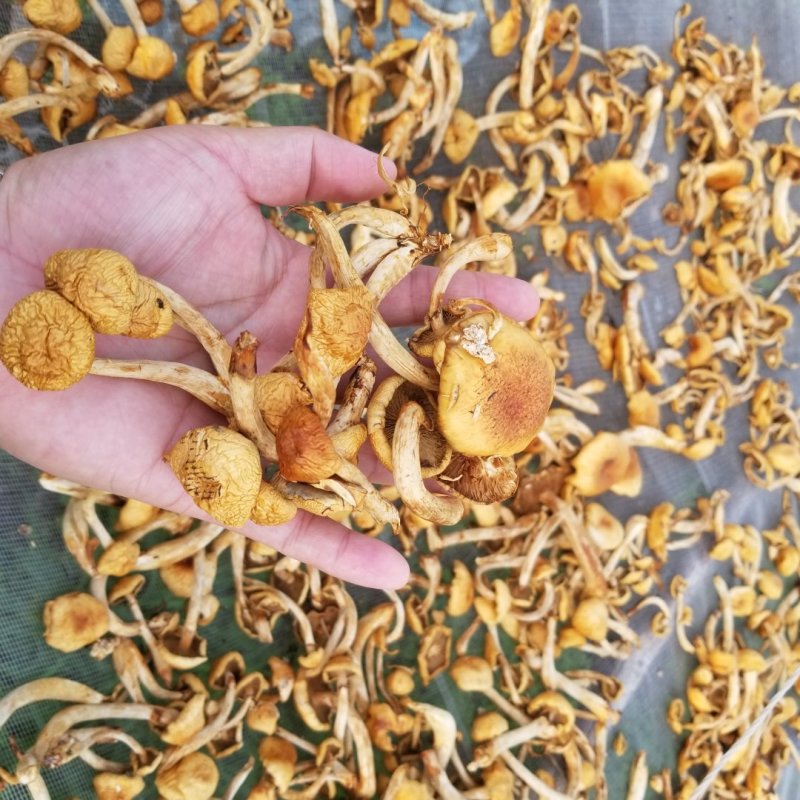 滑子菇大兴安岭滑子蘑东北特产蘑菇产地直供滑子蘑大量批发