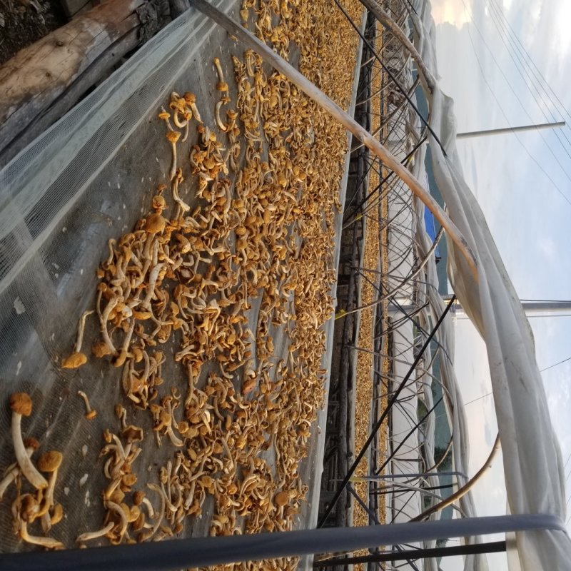 滑子菇大兴安岭滑子蘑东北特产蘑菇产地直供滑子蘑大量批发