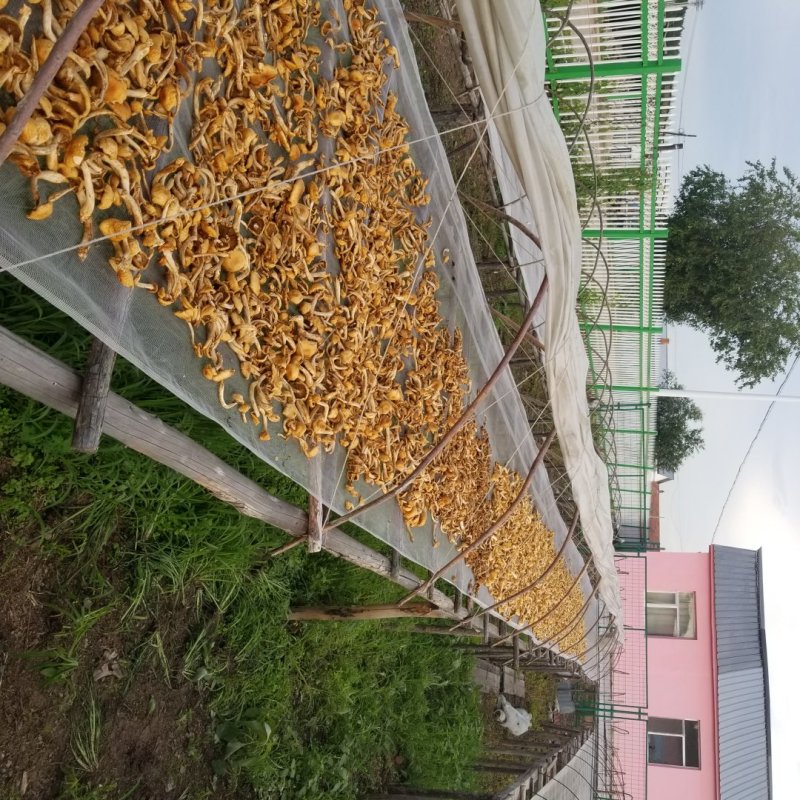 滑子菇大兴安岭滑子蘑东北特产蘑菇产地直供滑子蘑大量批发