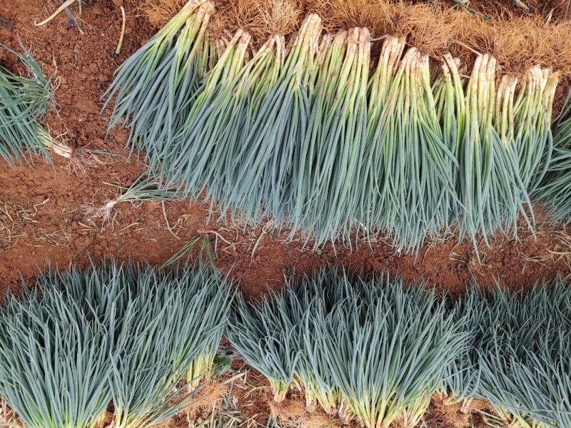 云南产地小香葱黑葱黑葱