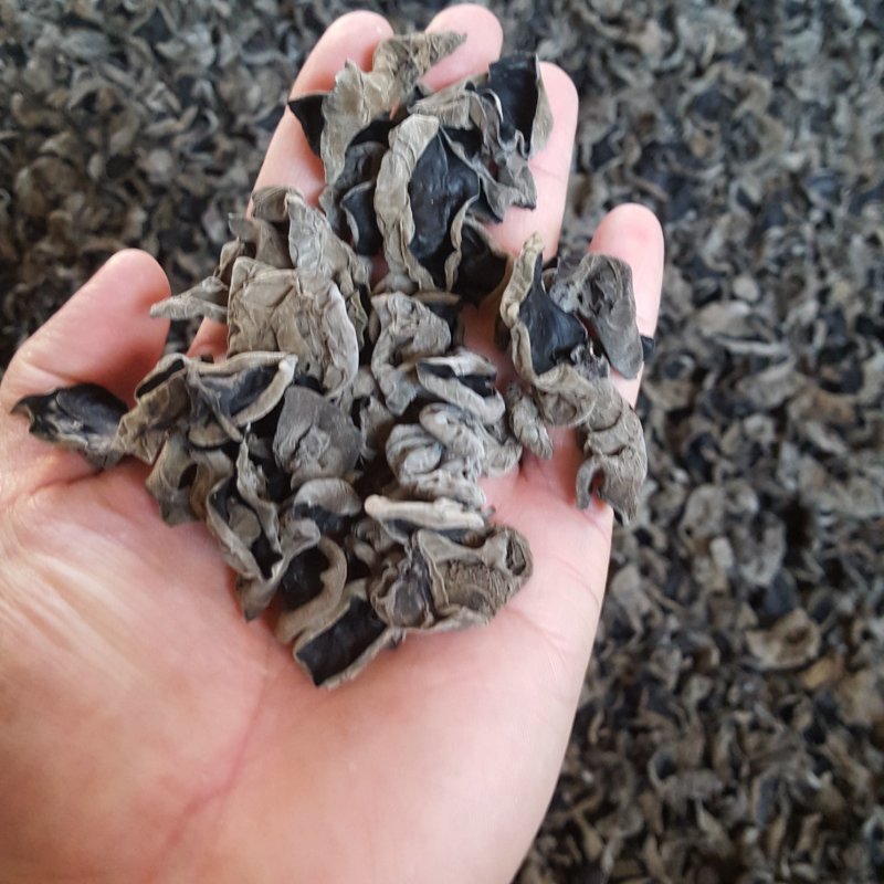 木耳大兴安岭黑木耳东北木耳东北特产大量批发