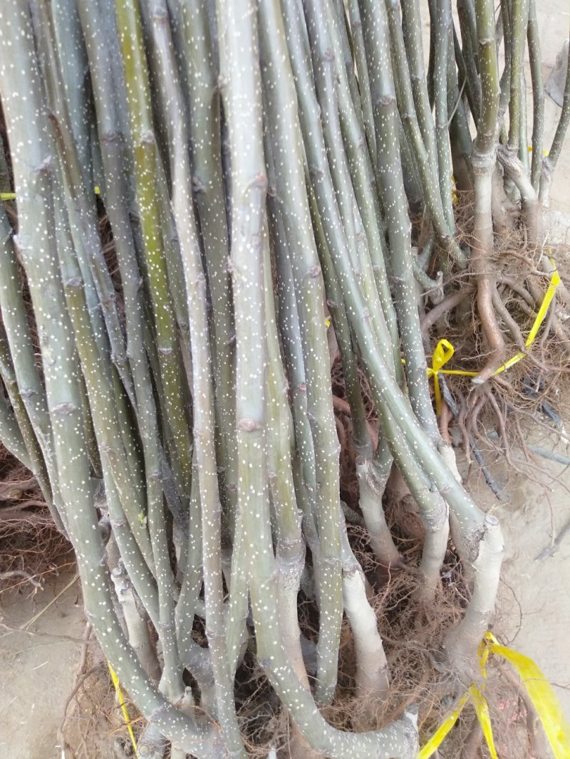 出售苹果梨苗。自家树苗品种保纯
