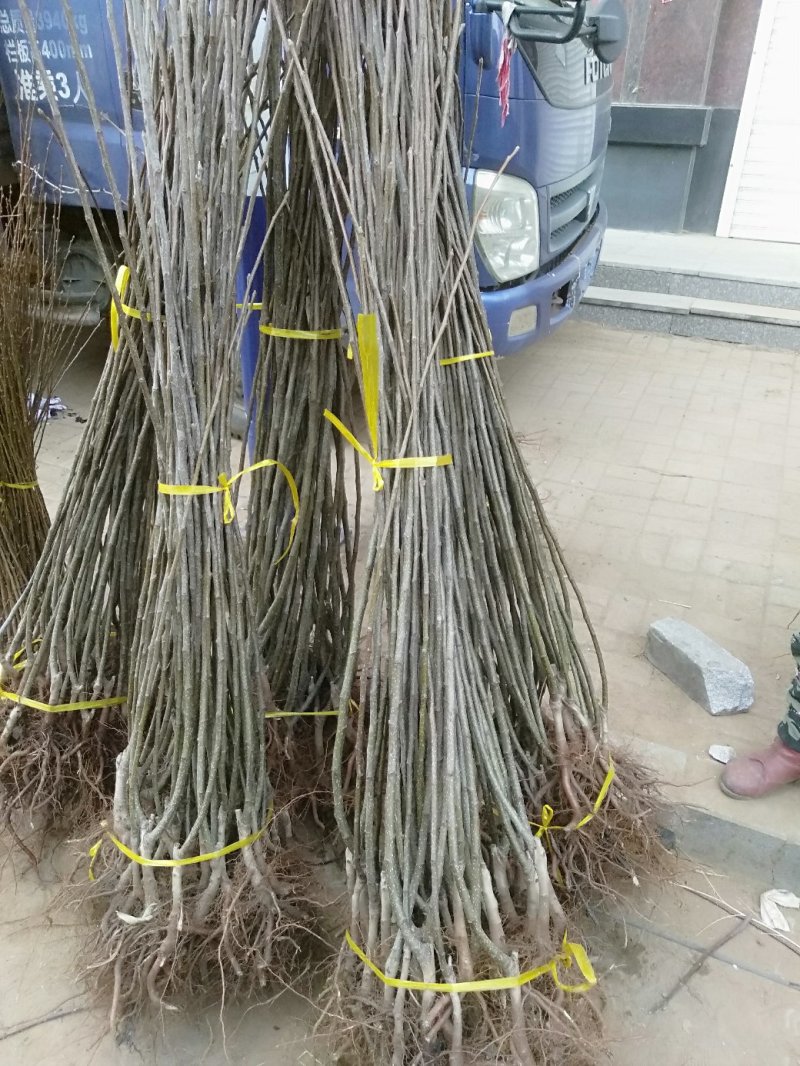 出售苹果梨苗。自家树苗品种保纯