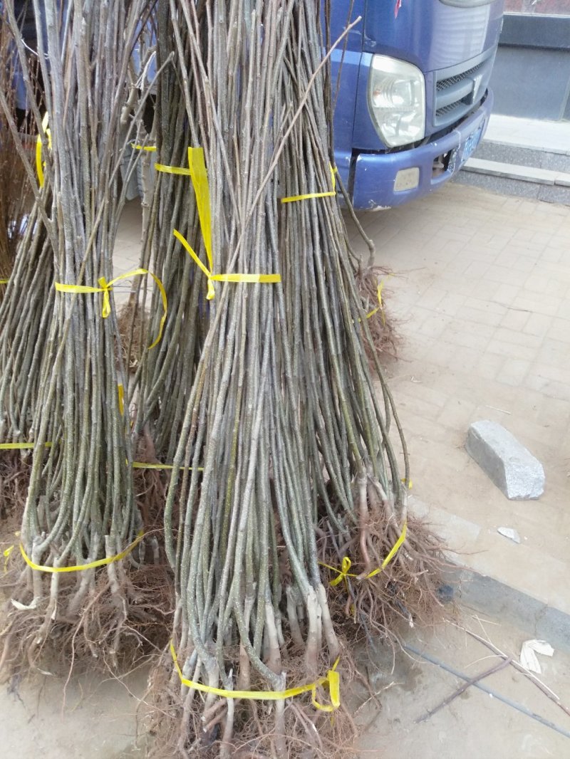 出售苹果梨苗。自家树苗品种保纯
