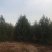 大量供应白皮松各种规格，我们有精心的团队