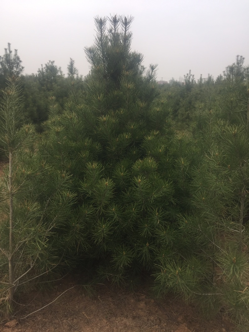 大量供应白皮松各种规格，我们有精心的团队