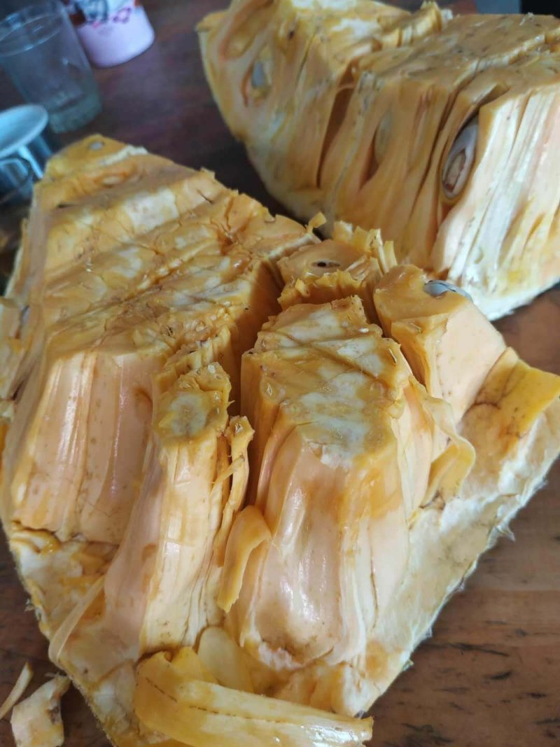 八号红肉菠萝蜜苗营养杯苗量大从优