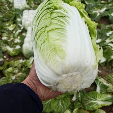 黄心白菜