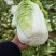 黄心白菜