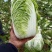 黄心白菜